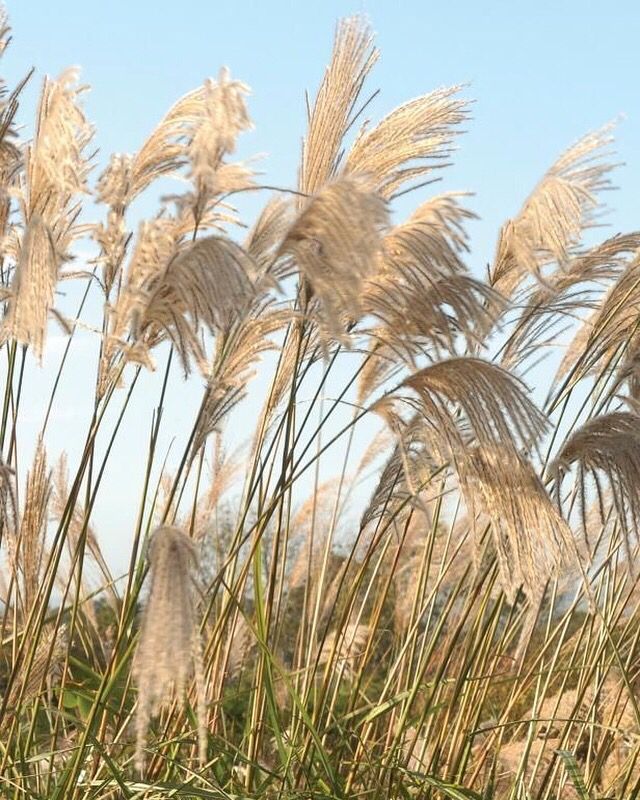 Tall pampas grass swaying gently under a clear blue sky, capturing a serene and natural landscape scene.