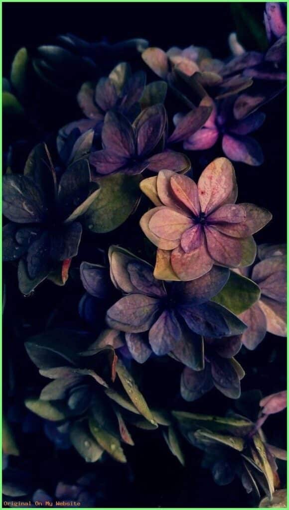 Purple and green flowers with dark, moody lighting, showcasing natural beauty in close-up detail.