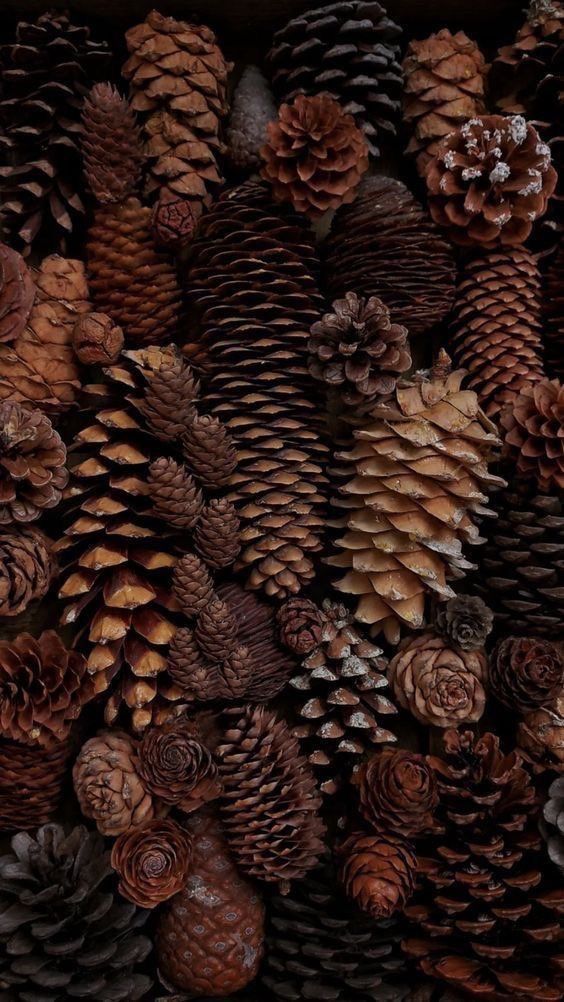 A variety of pine cones in different shapes and sizes, displaying rich earthy tones and textures.