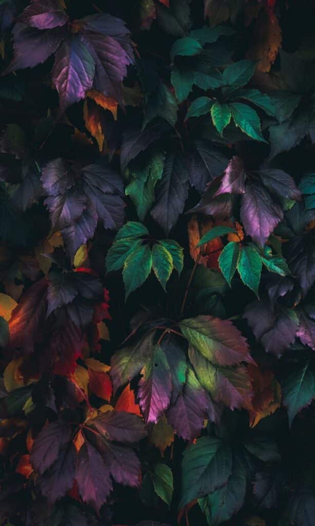 Vibrant autumn leaves in shades of purple, green, and orange create a colorful, artistic foliage backdrop.