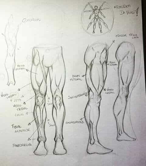Anatomy sketch of leg muscles with detailed labels, inspired by Da Vinci's Vitruvian Man.
