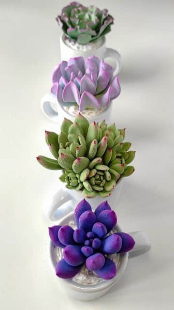 Vibrant purple and green succulents in white cups, neatly arranged in a row on a white surface.