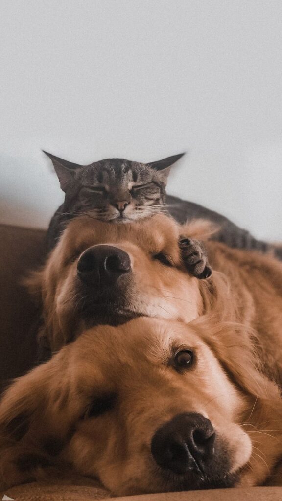 Cat resting on two golden retrievers, cozy and relaxed on a couch.