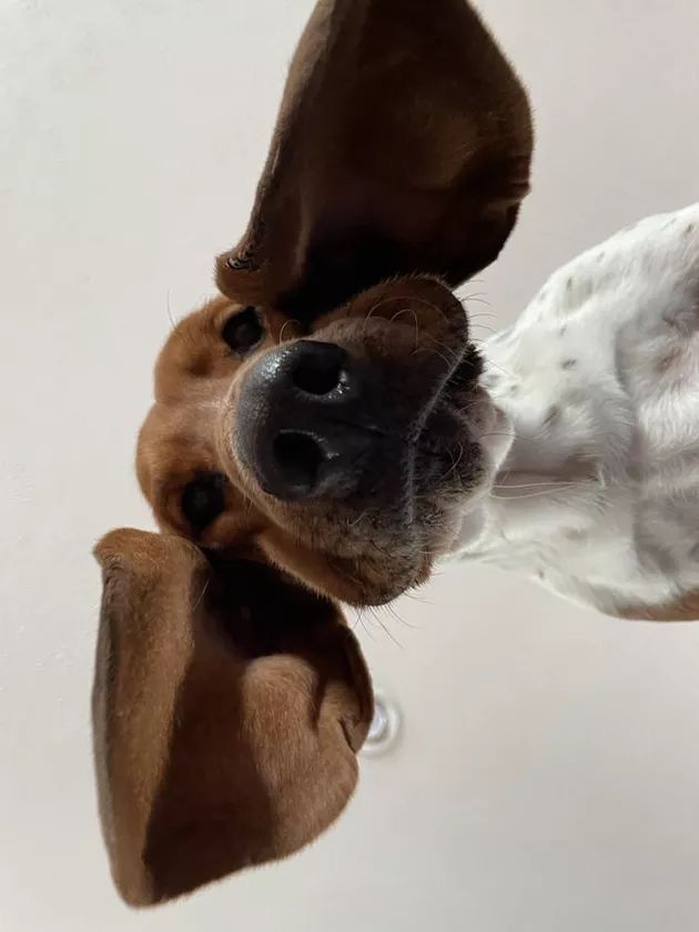 Playful brown and white dog with floppy ears looking down at camera, big nose in view.