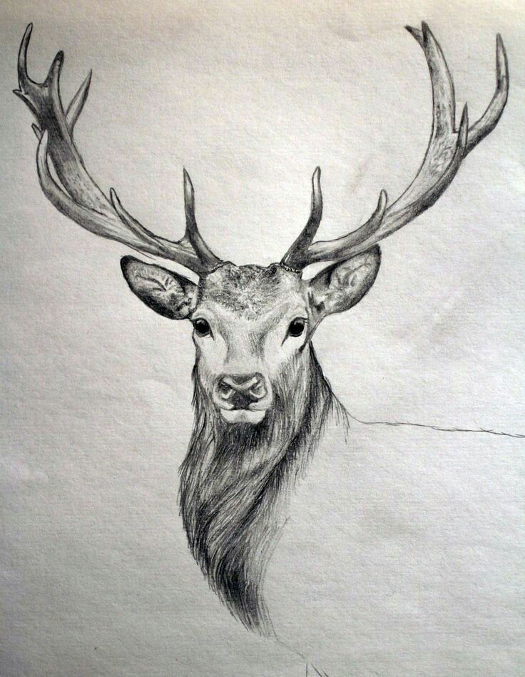 Pencil sketch of a majestic stag with large antlers on a plain background, showcasing detailed shading and texture.