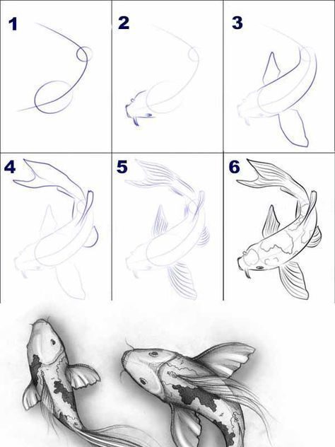 Step-by-step guide to drawing koi fish, from initial sketch to detailed shading with two finished koi at the bottom.