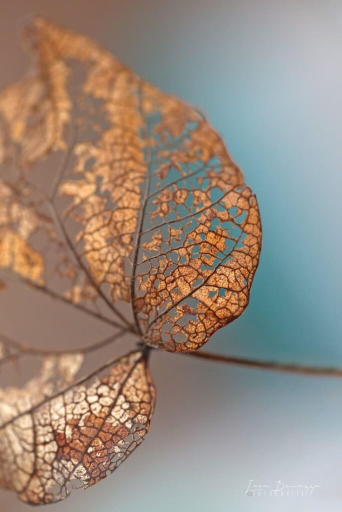 Close-up of a delicate, skeletal autumn leaf with intricate patterns against a soft blue background.