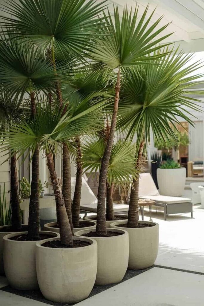 Potted palm trees on a modern patio with lounge chairs and greenery, creating a tranquil outdoor setting.