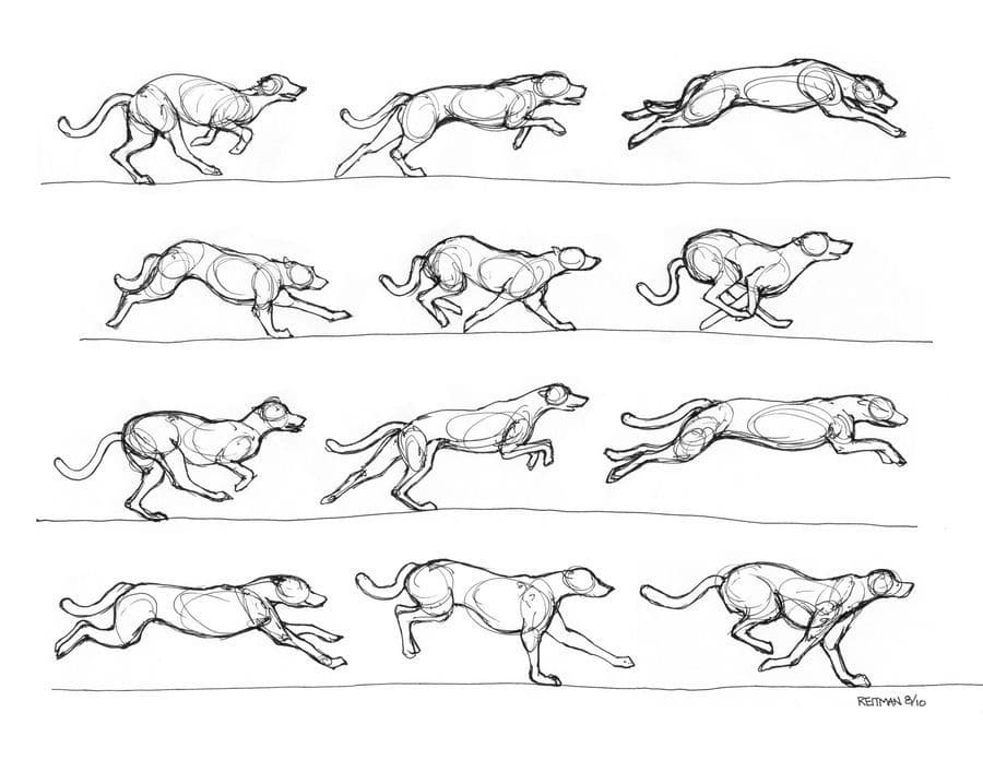 Illustration showing a dog's running cycle in sketches, capturing various stages and motion dynamics.