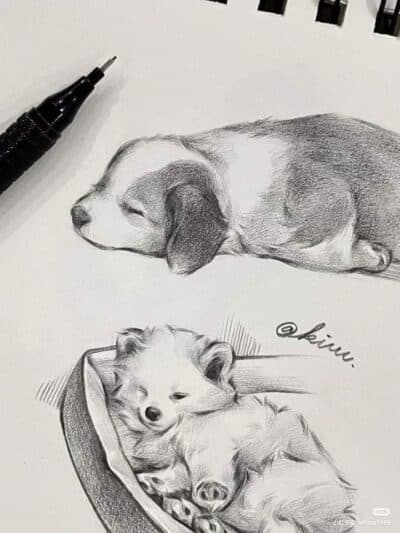 10 Animal Drawing Ideas To Spark Your Creativity