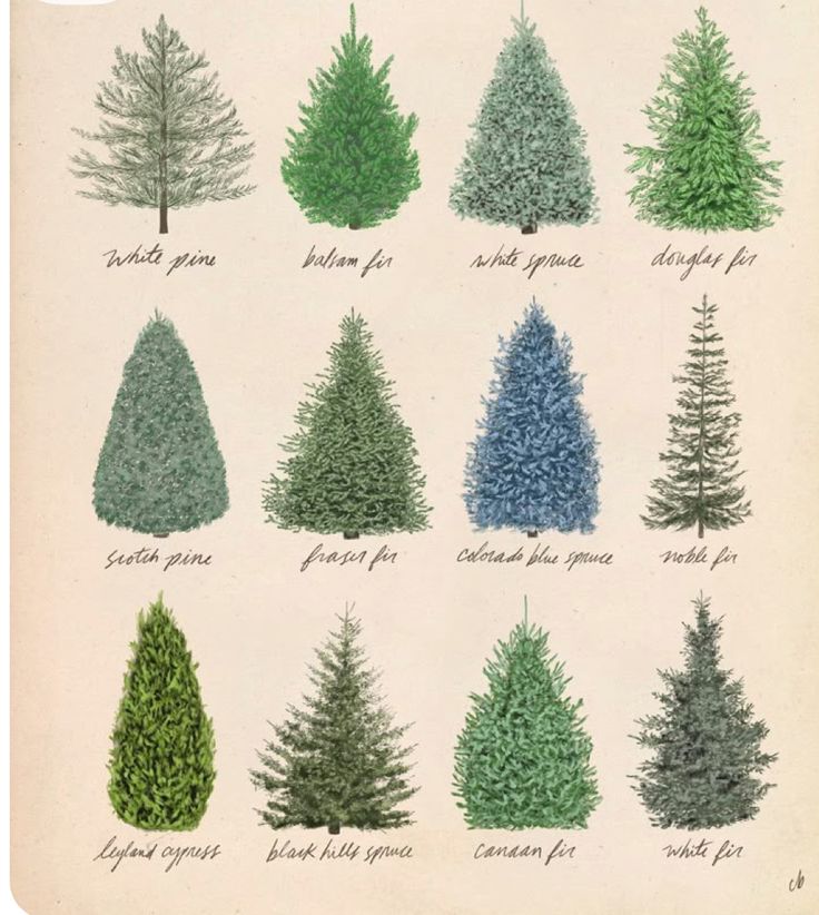 Illustrated variety of 12 evergreen trees including pines, firs, and spruces, labeled with names.