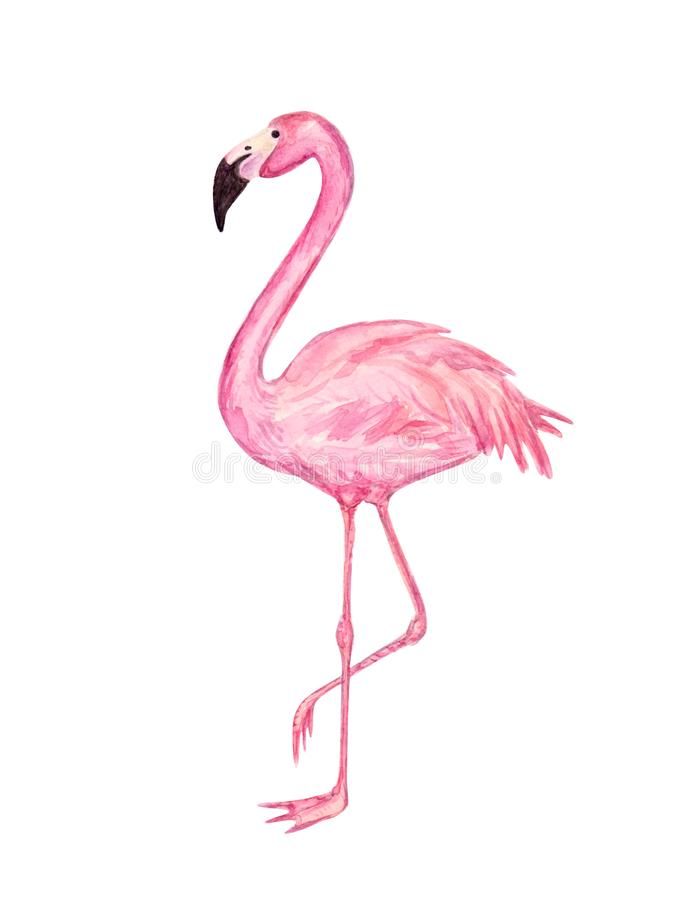 Watercolor illustration of a standing pink flamingo on a white background.