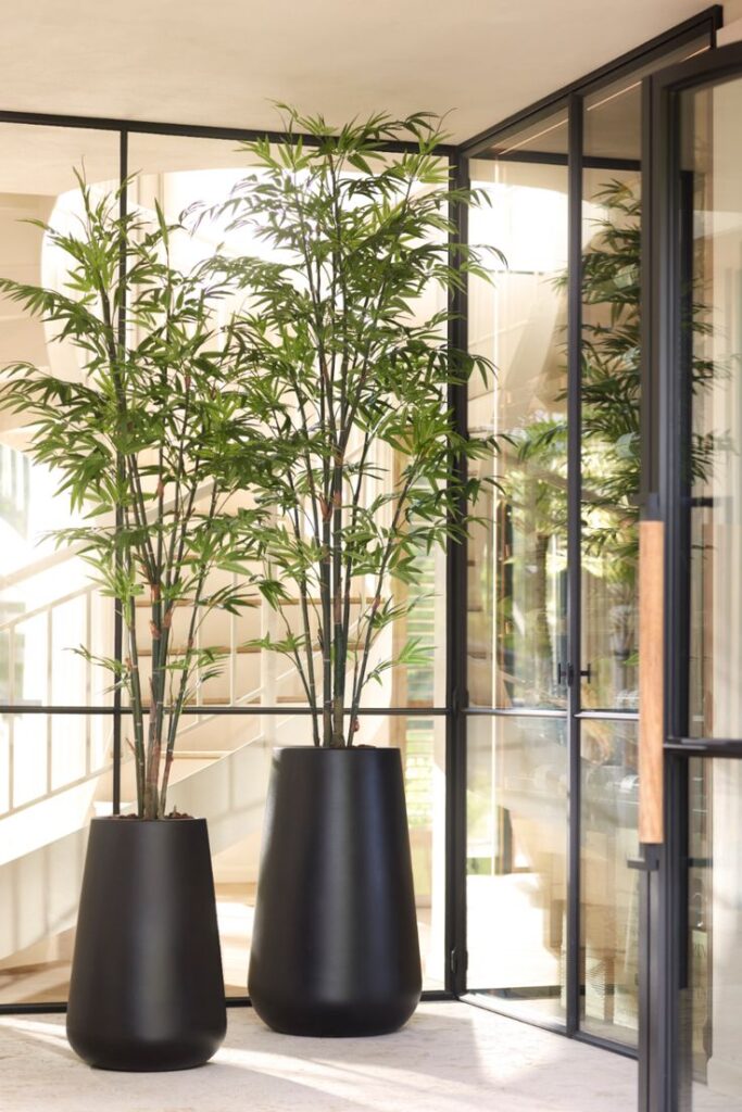Tall bamboo plants in sleek black pots decorate a modern glass-walled interior for a serene ambiance.