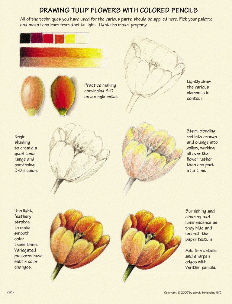 Step-by-step guide to drawing tulip flowers with colored pencils, focusing on shading and color blending techniques.