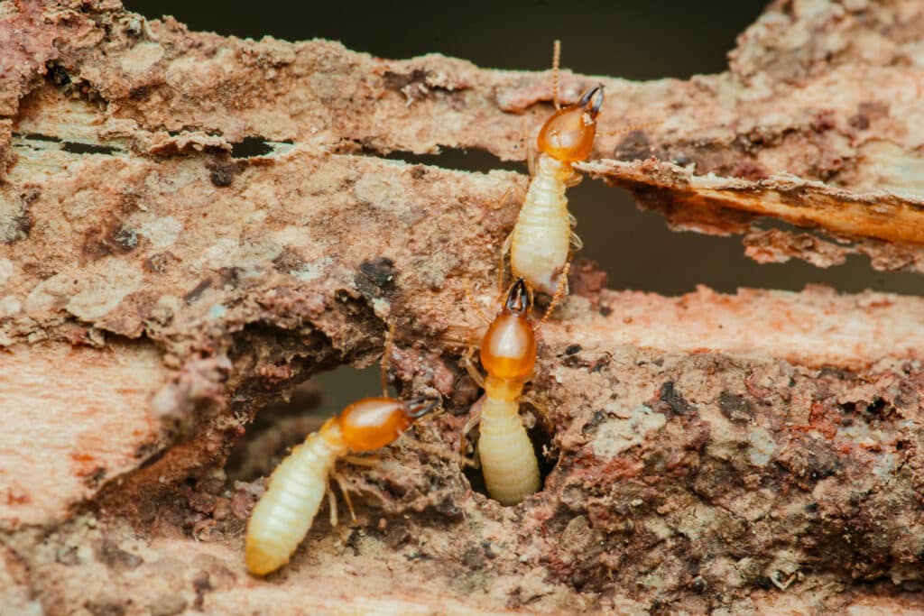 Termites feeding on wood, showcasing the damage they cause to structures and highlighting termite infestation signs.