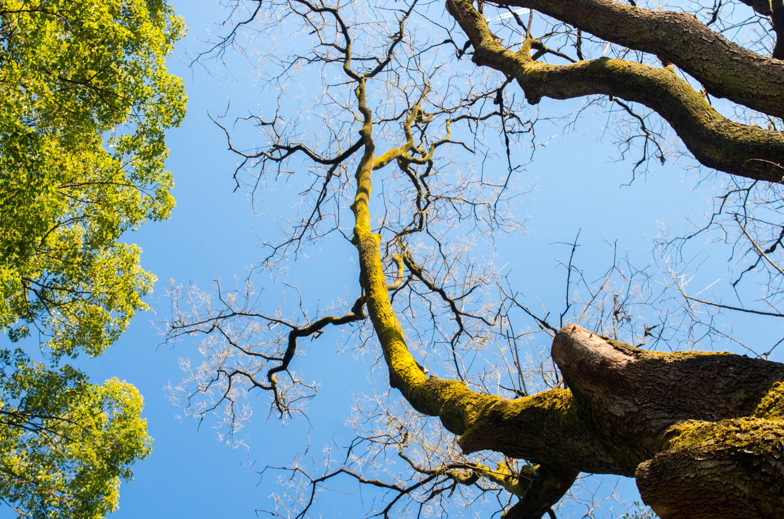 What to Do With Fallen Trees on Your Property