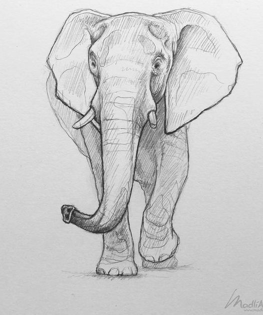 Sketch of a walking elephant with detailed shading, showcasing its trunk and ears. Black and white pencil art.