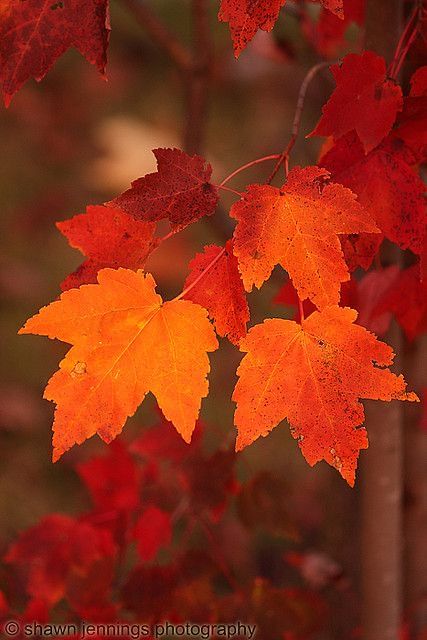 Vibrant red and orange autumn leaves on a tree branch, showcasing fall foliage in a close-up photograph.