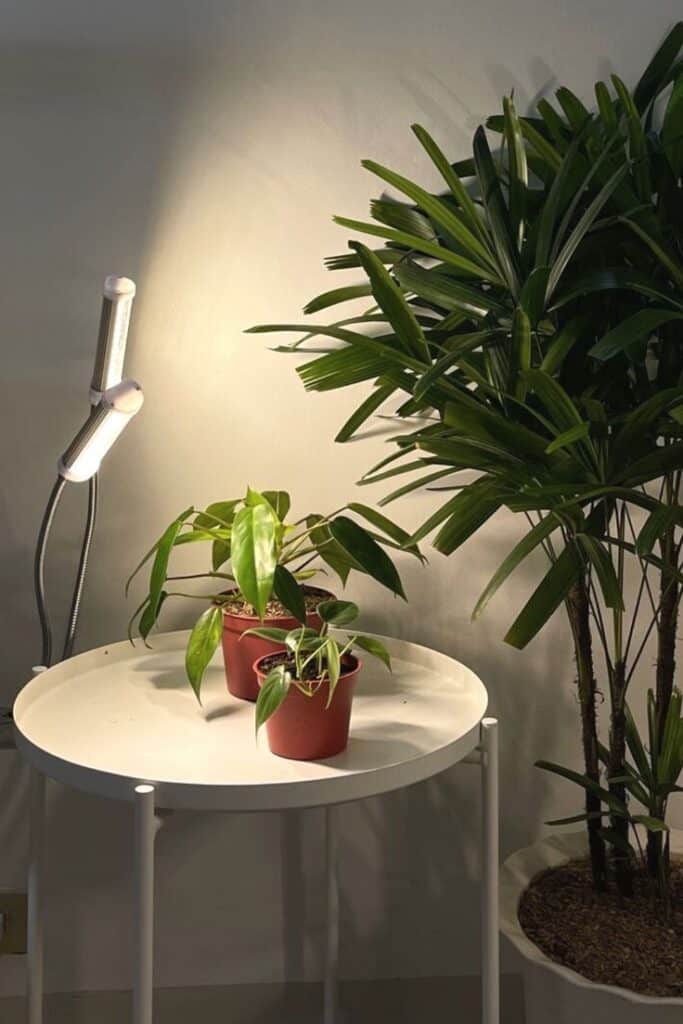 Indoor plants on a round table with LED light, enhancing cozy home decor ambiance.