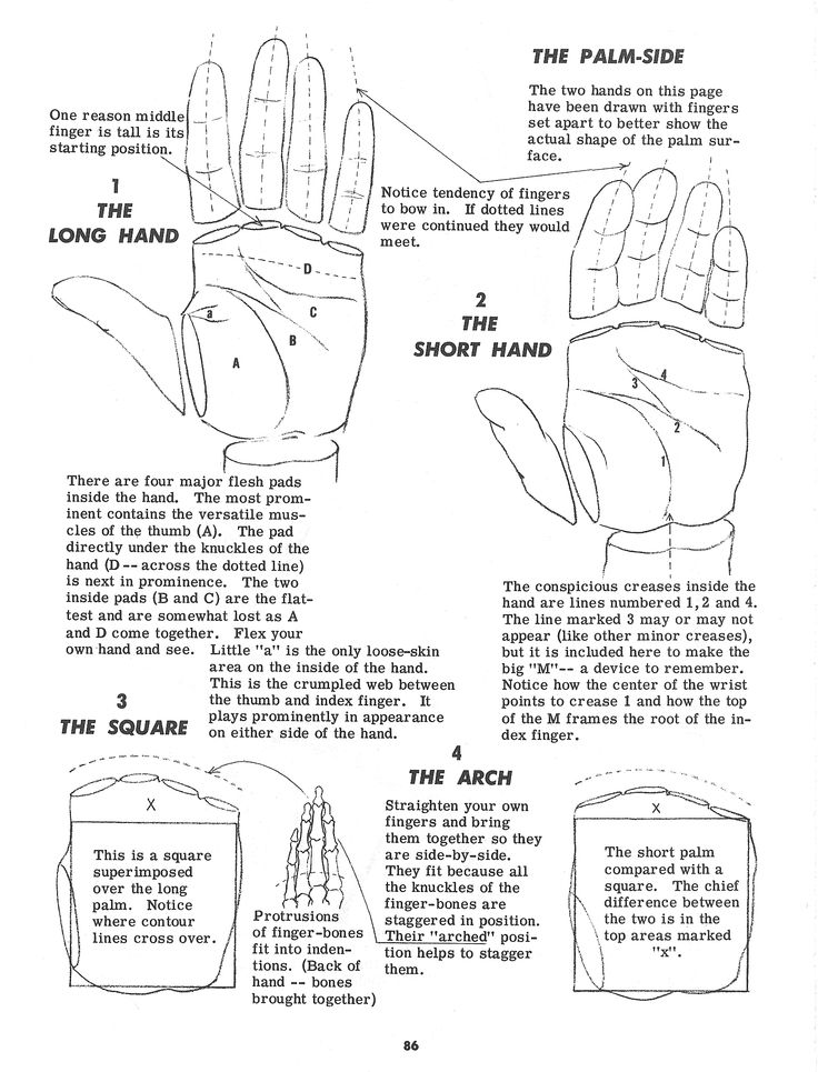 Illustration comparing long and short hand palm shapes with text descriptions on features and line formations.