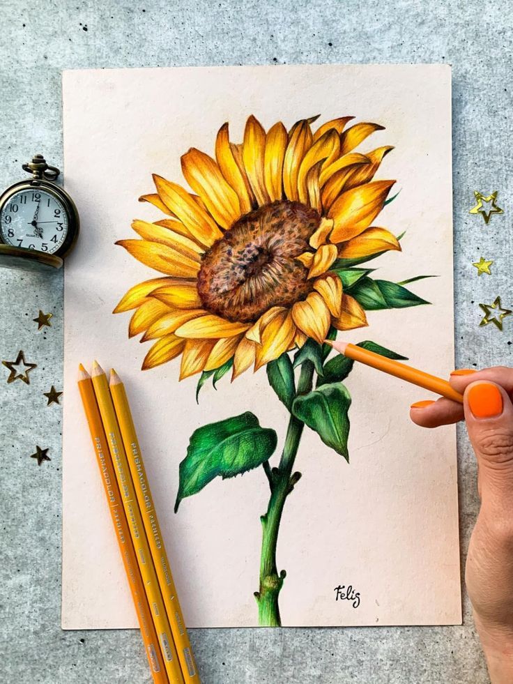 Hand coloring a sunflower illustration with yellow pencil, pocket watch and stars in the background.