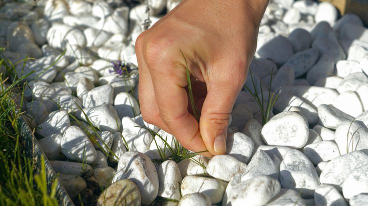 Hand removing weeds from between white pebbles in a garden setting.