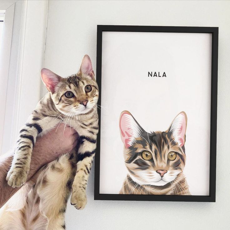 Bengal cat held beside matching portrait labeled Nala in a black frame on a white wall.