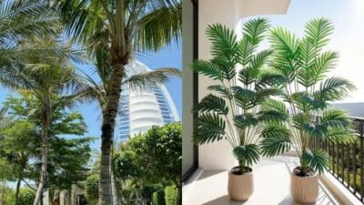 Left image: Palm trees near a modern building. Right image: Potted palm plants on a sunny balcony.