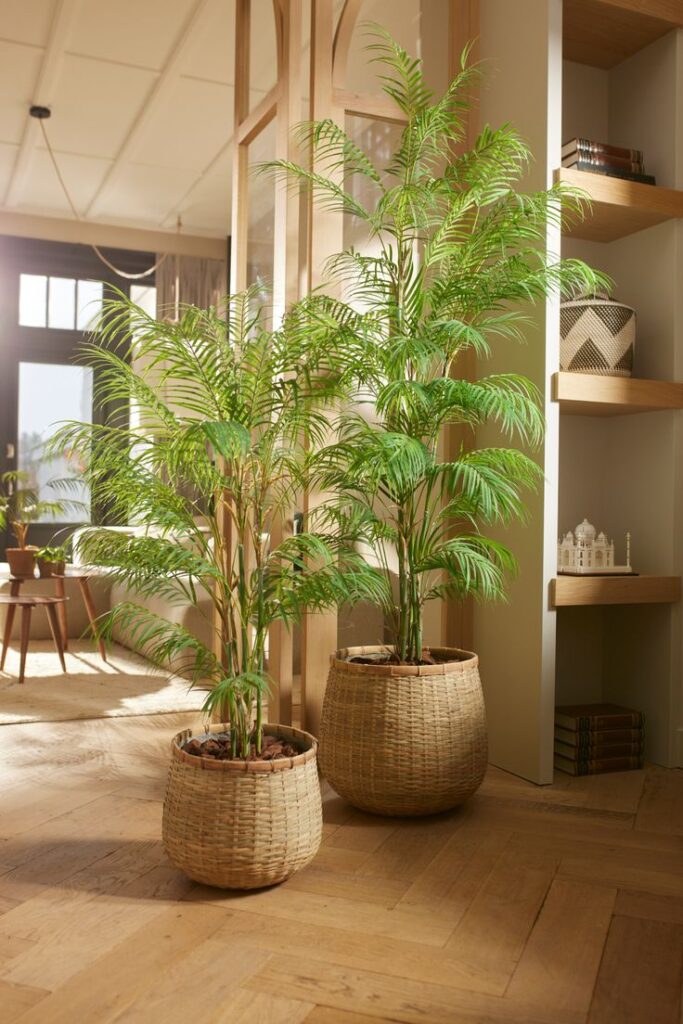 Indoor palm plants in woven baskets add a natural touch to a modern living room with wooden floors and shelves.