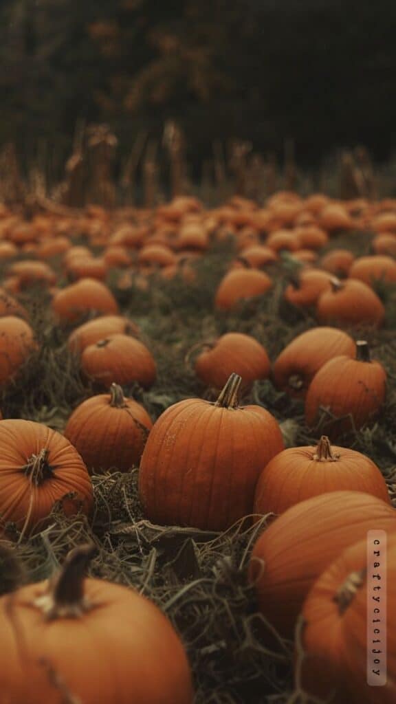 Pumpkin patch in autumn with bright orange pumpkins scattered on a grassy field, creating a festive fall atmosphere.