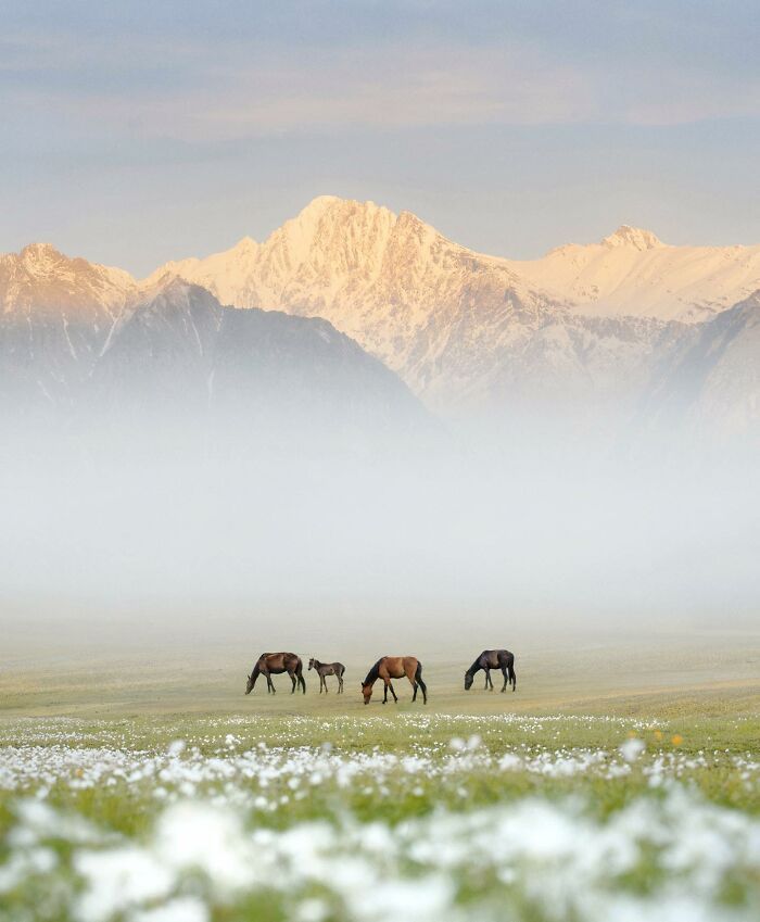 Horses grazing on a misty field with snow-capped mountains in the background.