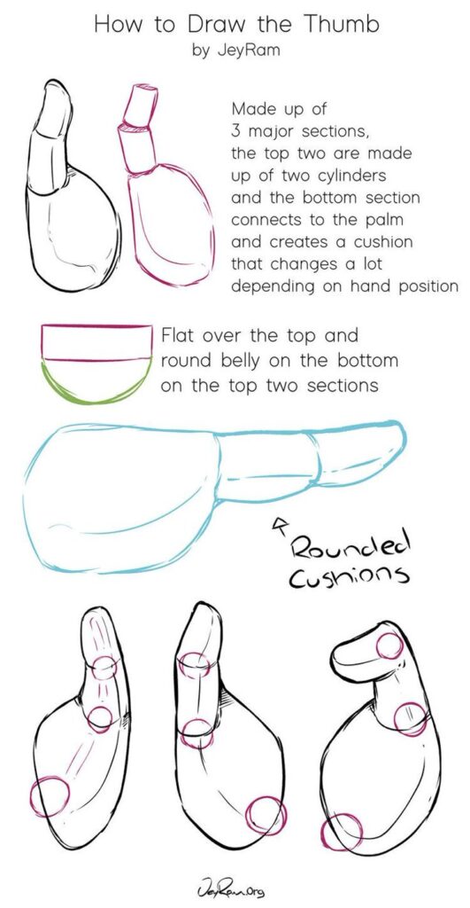 Guide on how to draw a thumb, showing sections and rounded cushions for realistic hand illustrations by JeyRam.