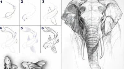 Step-by-step koi fish drawing tutorial and detailed elephant sketch on a canvas background.