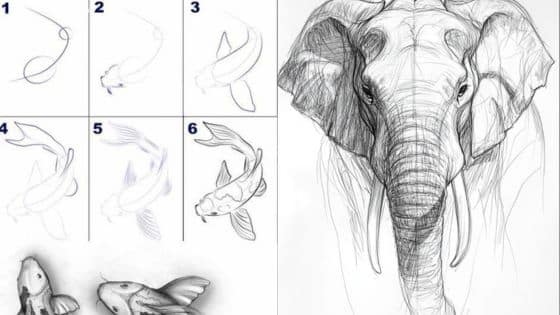 Viewing Deck Blog - 2025-09-10T152435849 Step-by-step koi fish drawing tutorial and detailed elephant sketch on a canvas background. | Sky Rye Design Step-by-step koi fish drawing tutorial and detailed elephant sketch on a canvas background.