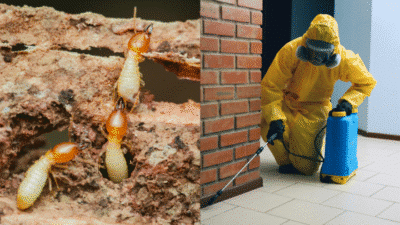 Termite infestation on wood and professional pest control specialist in yellow suit spraying indoors.