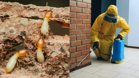 Viewing Deck Blog Termite infestation on wood and professional pest control specialist in yellow suit spraying indoors. | Sky Rye Design Termite infestation on wood and professional pest control specialist in yellow suit spraying indoors.