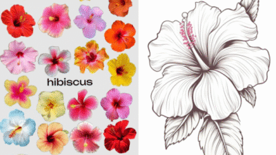 Colorful hibiscus flowers and a black and white hibiscus drawing, showcasing variety and detail.