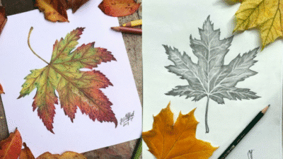Colored and pencil sketches of a maple leaf with real autumn leaves and drawing pencils.
