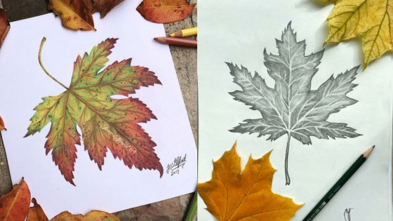 Viewing Deck Blog копия 5 Colored and pencil sketches of a maple leaf with real autumn leaves and drawing pencils. | Sky Rye Design Colored and pencil sketches of a maple leaf with real autumn leaves and drawing pencils.