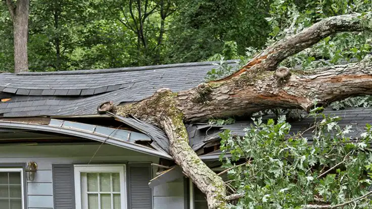 Fallen tree damages house roof, highlighting storm impact and emergency repair needs in residential area, surrounded by dense greenery.