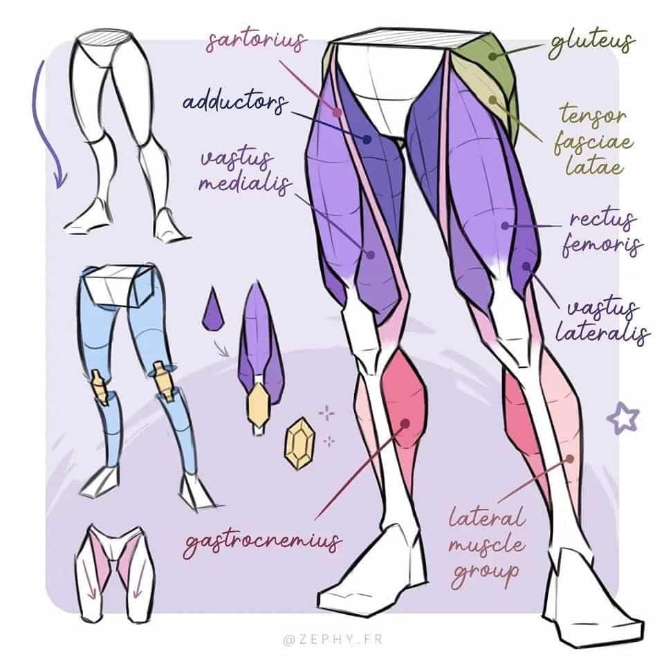 Illustration of human leg muscles labeled, including sartorius, gluteus, vastus lateralis, gastrocnemius, and others.