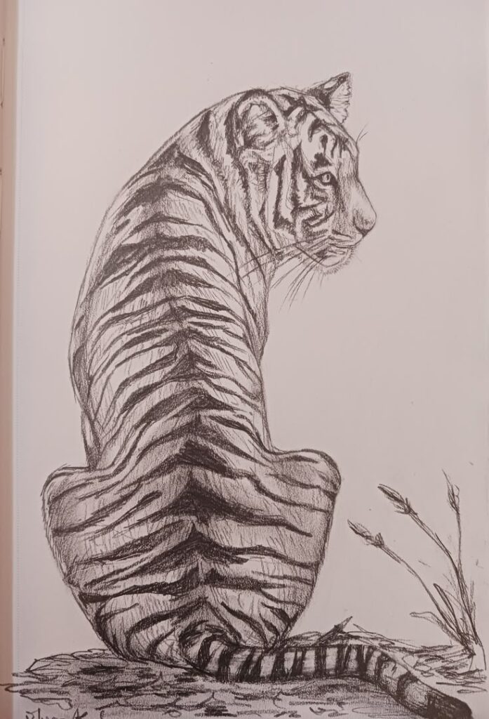 Sketch of a tiger sitting gracefully, showcasing detailed stripes in black and white with grass beside it.