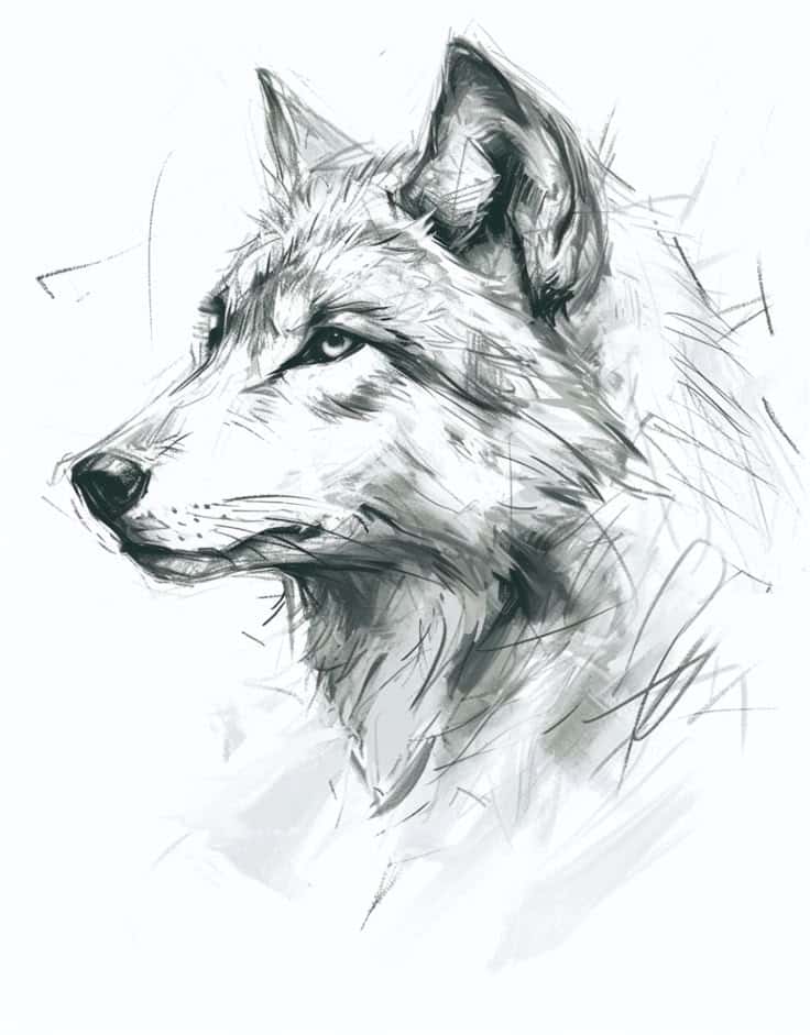 af1d0fd4c31334c4c2dd7ecc26794a31 1 Sketch of a wolf head with detailed fur, showcasing a side profile. Black and white art illustration. | Sky Rye Design Sketch of a wolf head with detailed fur, showcasing a side profile. Black and white art illustration.