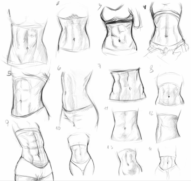 Hand-drawn sketches of diverse female torsos, focusing on abdominal anatomy for artistic reference and study.