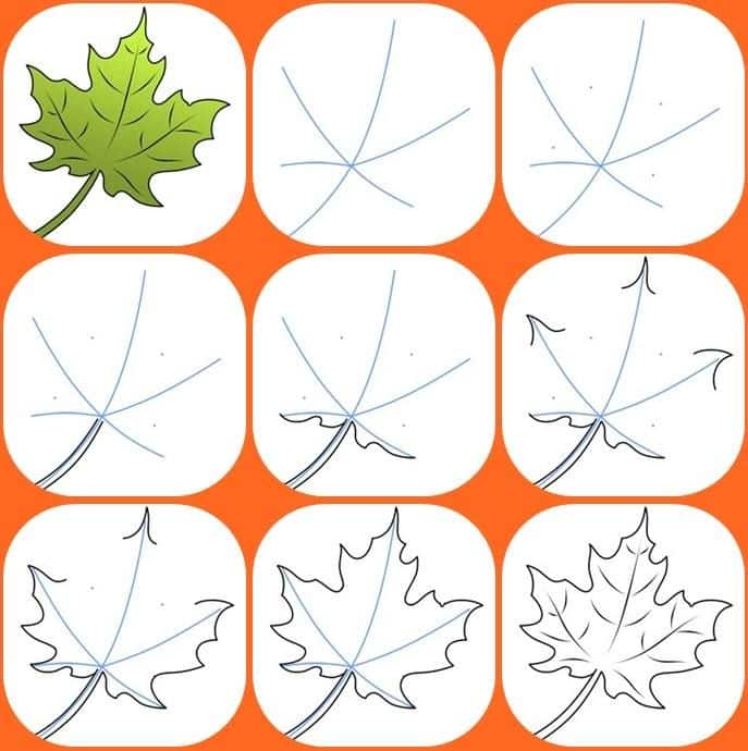 Step-by-step drawing guide of a maple leaf from outline to color on an orange background.