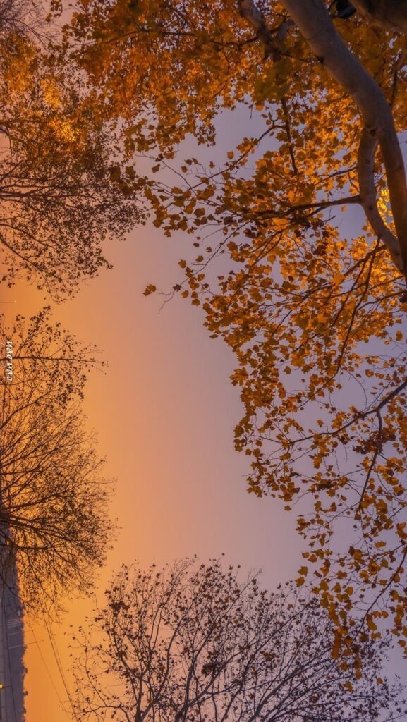 Trees with autumn leaves against a vibrant orange sunset sky, viewed from below.