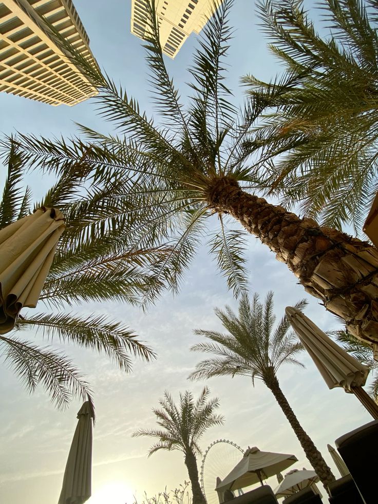 Looking up at palm trees, tall buildings, and a Ferris wheel against a clear blue sky.