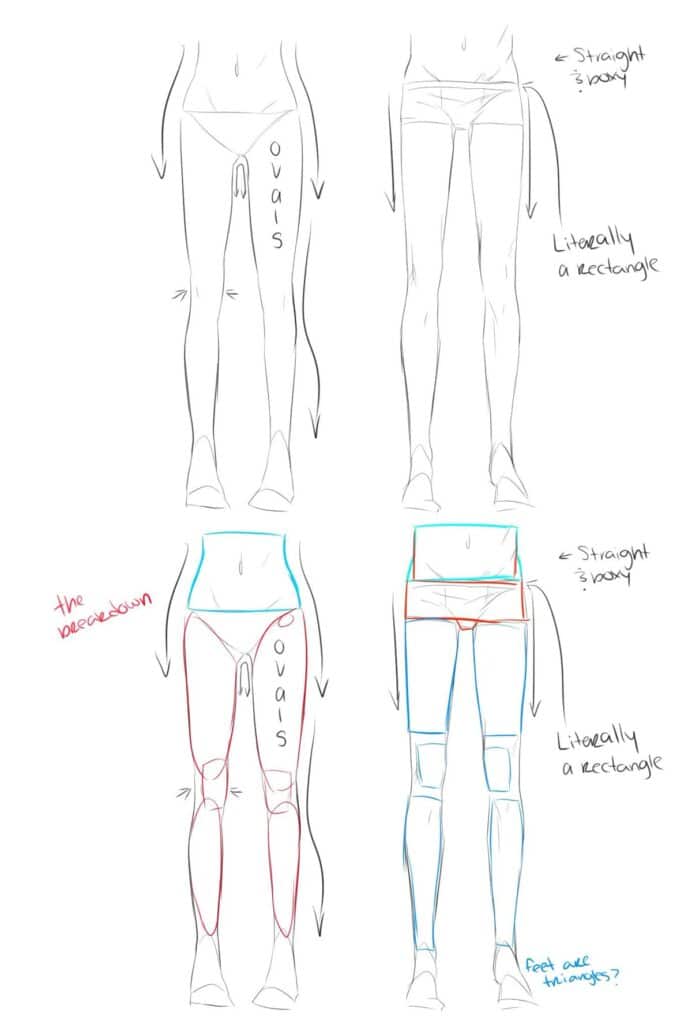 Illustration of two body shapes with guides for drawing, showing oval and rectangular forms for legs and torso.
