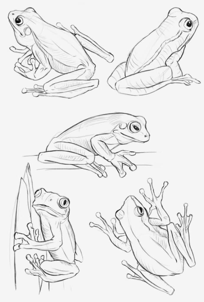 Detailed frog sketches in various poses, showcasing anatomical features and natural behavior.