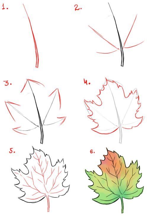 Illustration showing six steps to draw and color a maple leaf from sketch to final shaded artwork.